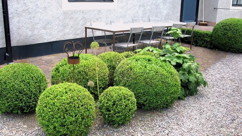 IMG_0175-1024x575-1-2 Buxbom - Grönt Stockholm