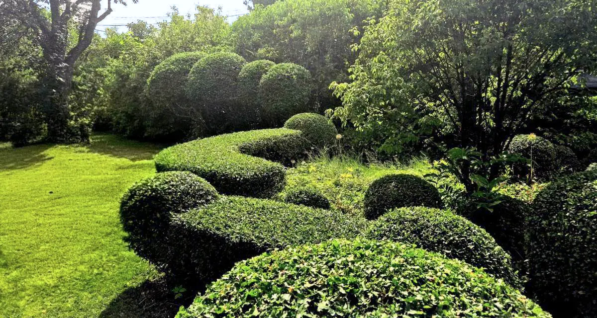 buxbom-1-1280x640_resized-e1760128926507-1 Beskärning träd och buskar - Grönt Stockholm